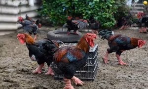 Hãng thông tấn Pháp thực hiện phóng sự về gà Đông Tảo