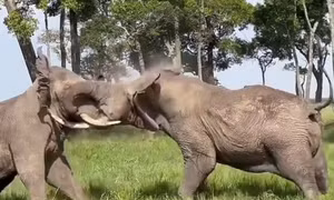 Video hai con voi 6 tấn ở Kenya lao vào giao chiến ngay trước mắt du khách