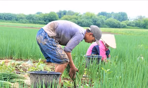 Những người 'bán mặt cho đất, bán lưng cho trời' ở Nga
