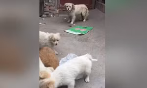 'Tan chảy' hình ảnh chó hoang dành thức ăn cho mẹ 