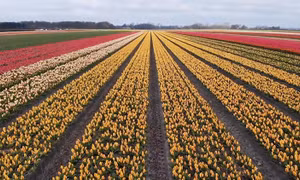 Chiêm ngưỡng 'biển hoa tulip' rực rỡ tại Hà Lan