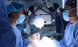Khỉ sống 6 tháng nhờ thận lợn chỉnh sửa gene