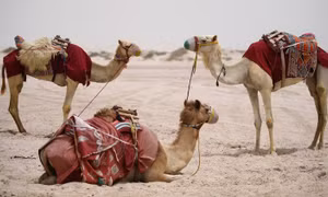 Lý do các nhà khoa học UAE tiêm virus SARS-CoV-2 vào lạc đà