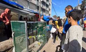 Người Palestine ở Gaza nghe chim hót để tạm quên tiếng bom