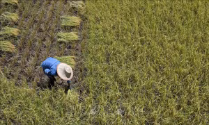 Thái Lan: Tăng cường tích trữ nước trước nguy cơ El Niño