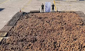 Colombia thu giữ hàng chục nghìn quả dừa chứa cocaine