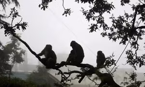 Ấn Độ bắt băng nhóm dùng khỉ để trộm đồ