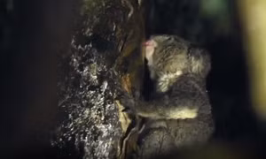 Phát hiện bất ngờ loài koala uống nước từ cây