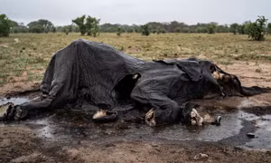 Cả trăm con voi chết khô do hạn hán nghiêm trọng tại Zimbabwe