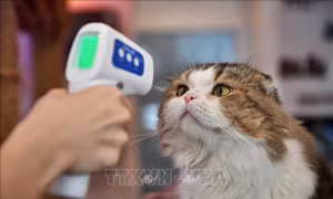 Nghiên cứu kéo dài tuổi thọ của loài mèo