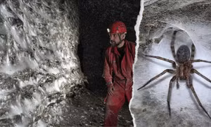 Phát hiện mạng nhện lớn nhất thế giới, có hơn 110.000 con