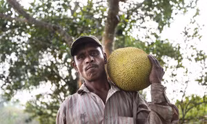 Trong tương lai, mít có thể thay thế thịt động vật
