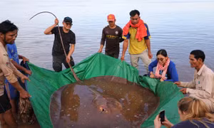 Ngư dân Campuchia thả cá đuối khổng lồ về sông Mekong