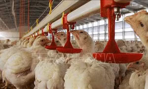 Israel dấy lên tranh cãi về cách nuôi gia súc đã bị châu Âu cấm hoàn toàn