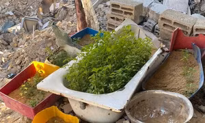 Vườn rau 'gieo mầm' hy vọng từ đống đổ nát tại Gaza