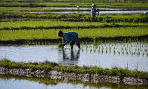 Nông dân Indonesia thử nghiệm trồng lúa ít phát thải, năng suất cao