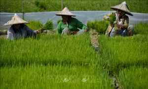 Chiến lược an ninh lương thực trong bối cảnh xung đột - Bài 2: Indonesia tạo đòn bẩy ảnh hưởng 