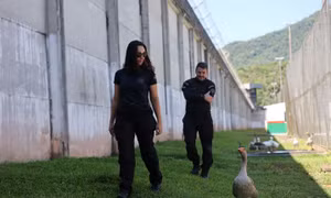 'Đặc vụ ngỗng' ngăn tù nhân vượt ngục ở Brazil