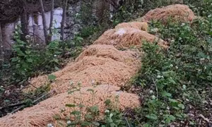 'Núi' mì nấu chín xuất hiện bí ẩn trong rừng ở Mỹ