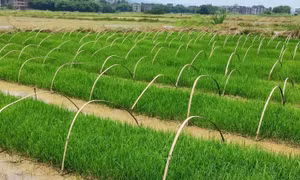 Trung Quốc phát triển giống lúa lai kỳ lạ: Gieo trồng một lần thu hoạch trong nhiều năm