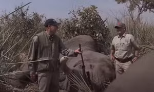 Video lãnh đạo Hiệp hội súng trường Mỹ săn voi hiếm gây phẫn nộ