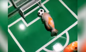 Lý thú cảnh cá vàng... đá bóng