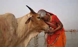 Ấn Độ: Người dân được khuyến khích ôm bò trong ngày Valentine để quảng bá giá trị đạo Hindu