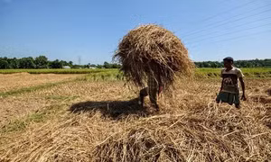 Nhà máy Ấn Độ biến rơm thành biogas