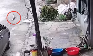 Báo Anh đăng video lý thú về con cá ‘vượt ngục’ tại Việt Nam