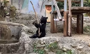 Gấu đen múa gậy ‘mở mang tầm mắt’ khán giả Nhật Bản