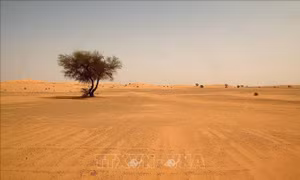 Cát bụi Sahara 'tấn công' vùng biển Caribe