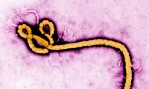 ​​​​​​​Chủ động giám sát, ngăn chặn nguy cơ dịch bệnh Ebola xâm nhập