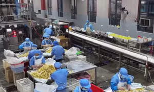 Băng dính từ tre mở hướng giảm ô nhiễm nhựa