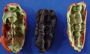 Tìm ra thành phần của 'kẹo cao su' cách đây 10.500 năm