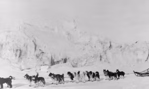 Kỳ tích của những chú chó giúp Alaska chống dịch bệnh chết người cách đây 100 năm - Kỳ cuối