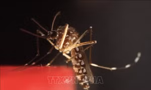 Pháp tăng cường chống dịch chikungunya