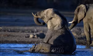 Namibia dự kiến giết 83 con voi để phân phát thịt cho người dân vùng hạn hán