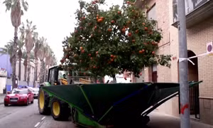 Máy cày rung cam 'nhiệt tình' tại Tây Ban Nha