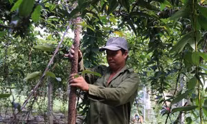 Trồng khoai mài trên đất cát thu nhập cao