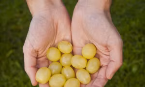 Nguồn gốc trào lưu ngồi gầm bàn ăn 12 quả nho