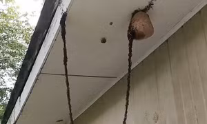Choáng với chiến dịch xâm lược tổ ong bắp cày hung bạo của đàn kiến