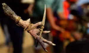 Gà chọi... đâm dao khiến chủ tử vong
