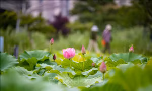 Trung Quốc tăng cường kiểm soát ô nhiễm tiếng ồn, xây dựng hàng nghìn 'cộng đồng yên tĩnh'