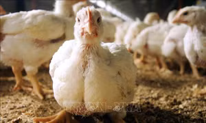 Bệnh nhân Mỹ nhập viện với chủng cúm gia cầm chưa từng ghi nhận ở người