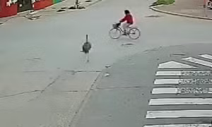 Đà điểu chạy trên đường, gây tai nạn cho người đi xe đạp