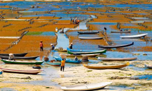 Trang trại rong biển - một mũi tên trúng nhiều đích