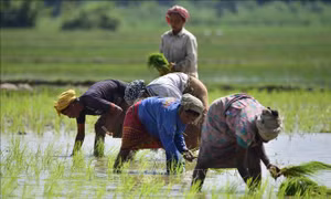 Mùa màng châu Á lao đao trước nắng nóng và El Nino
