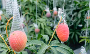 Bí quyết của nông dân Nhật Bản trồng xoài ‘Mặt Trời trong tuyết’ giá 230 USD mỗi trái