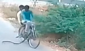 Hai người đàn ông chạy bán sống bán chết khi rắn cực độc ‘đi nhờ xe đạp’