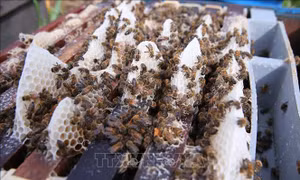 Thổ Nhĩ Kỳ 'đau đầu' bởi mật ong giả